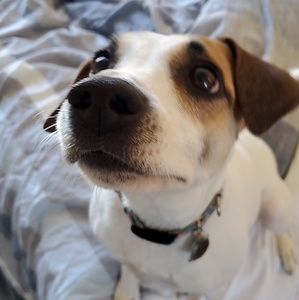 Meet your Posher, Shelby